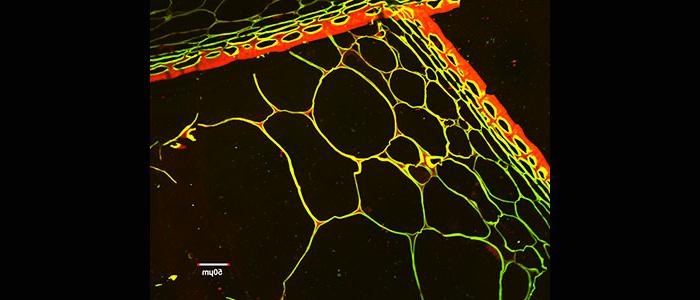 Confocal%20laser%20scanning%20microscopy%20image%3A%20Tomato%20skin%20cross%20section